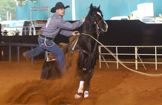KING BLACK CHEX HMB